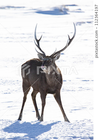 生活在野付半島的蝦夷鹿 生活在野付半島的蝦夷鹿 112364197