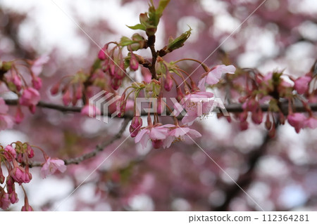 早春公園裡盛開的粉紅河津櫻花 112364281