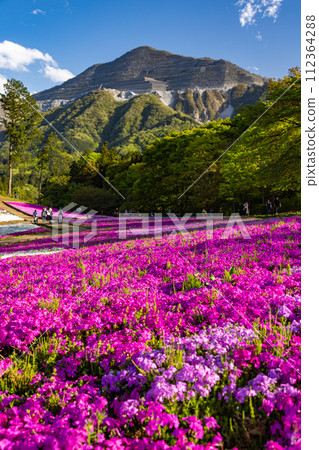 Hitsujiyama Park, moss phlox blooming on the hill Hitsujiyama Park, moss phlox blooming on the hill 112364288