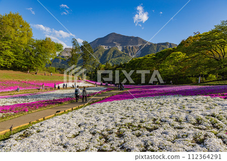 羊山公園,山上盛開的福祿考 羊山公園,山上盛開的福祿考 112364291
