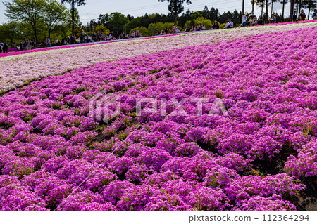 羊山公園,山上盛開的福祿考 羊山公園,山上盛開的福祿考 112364294