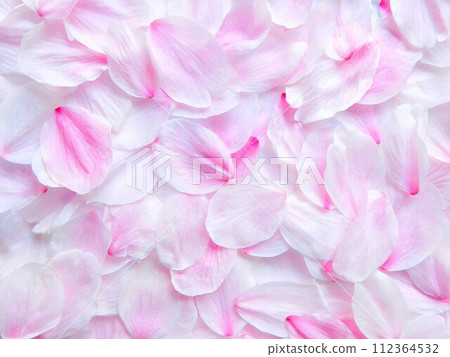 Cherry blossom petals, fallen petals, beautiful 112364532