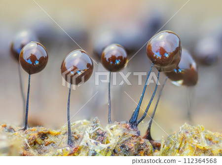 Slime mold - Phylum Mycetozoa or slime mould 112364568