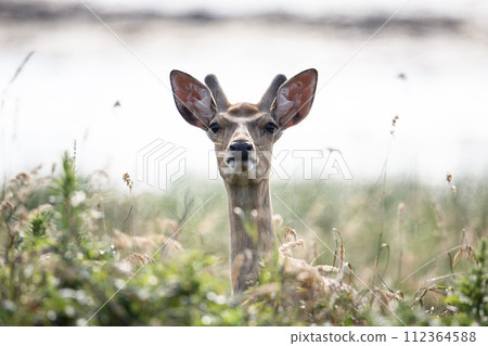 Notsuke and Ezo deer in spring 112364588