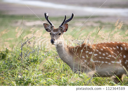 春天的野付和蝦夷鹿 112364589