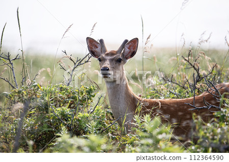 Notsuke and Ezo deer in spring 112364590