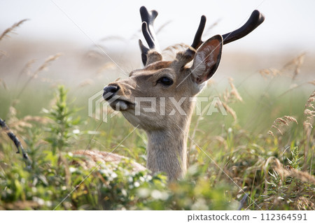 Notsuke and Ezo deer in spring 112364591