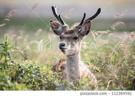 Notsuke and Ezo deer in spring 112364592