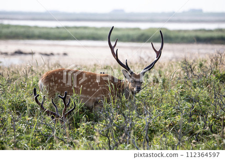 Notsuke and Ezo deer in spring 112364597