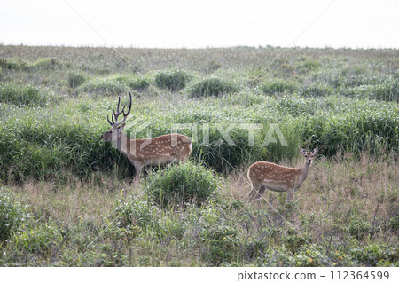 春天的野付和蝦夷鹿 112364599