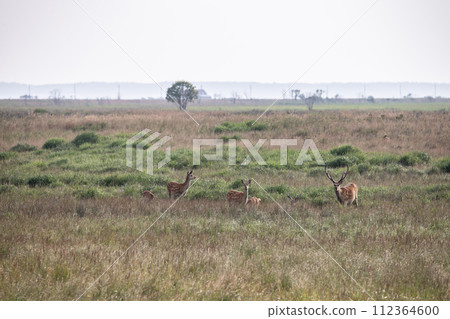 Notsuke and Ezo deer in spring 112364600