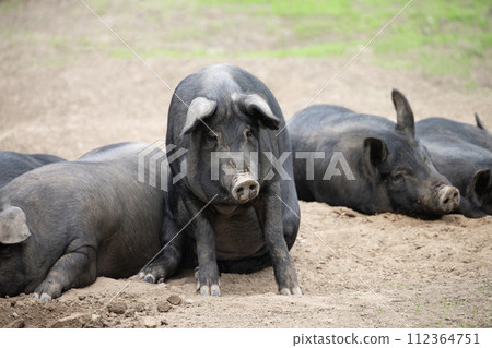 Grazing black pig Grazing black pig 112364751