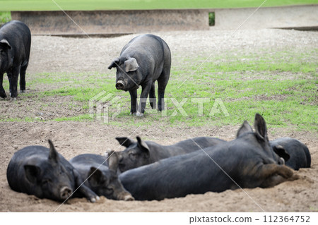 Grazing black pig Grazing black pig 112364752