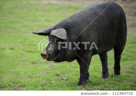 Grazing black pig Grazing black pig 112364758