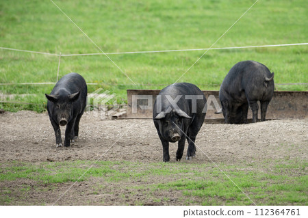 放牧的黑豬 112364761