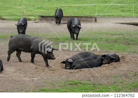 Grazing black pig Grazing black pig 112364762