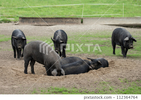 Grazing black pig 112364764