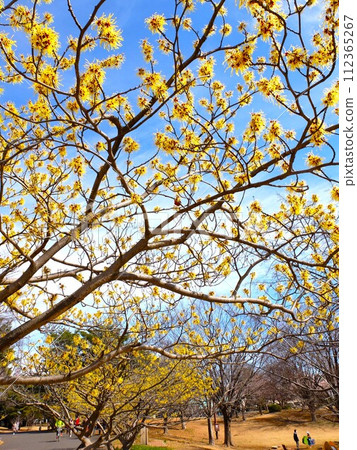 早春的和光森林公園 早春的和光森林公園 112365267