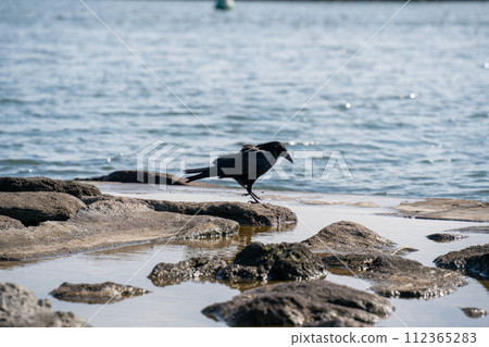 海岸上的烏鴉02 112365283