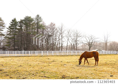 A peaceful farm landscape where thoroughbreds eat grass A peaceful farm landscape where thoroughbreds eat grass 112365403