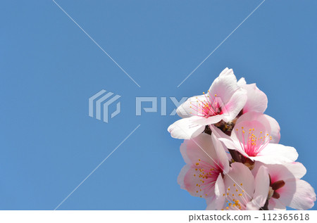 Almond flowers against the blue sky Almond flowers against the blue sky 112365618