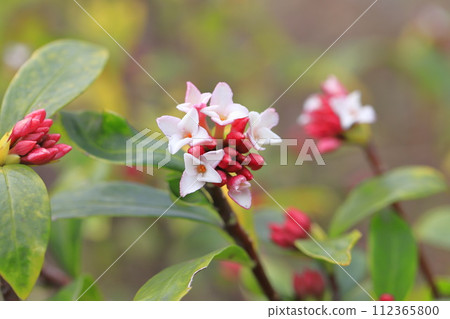 春天的花：金雞花 112365800