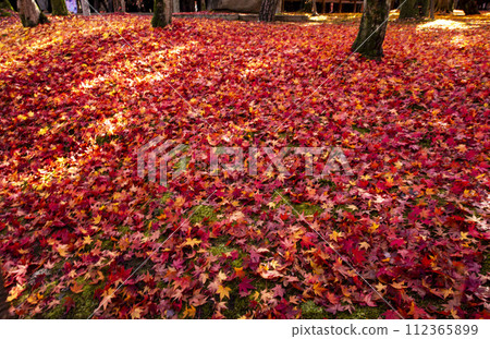 秋天的落葉地毯 112365899