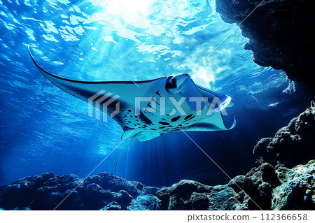 Manta ray swimming in the sea over coral reef, under water animal ocean life nature scenicWatching undersea world during adventure snorkeling tour Manta ray swimming in the sea over coral reef, under water animal ocean life nature scenicWatching undersea world during adventure snorkeling tour 112366658
