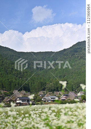 [京都] 美山茅吹裡盛開的蕎麥花 112366964