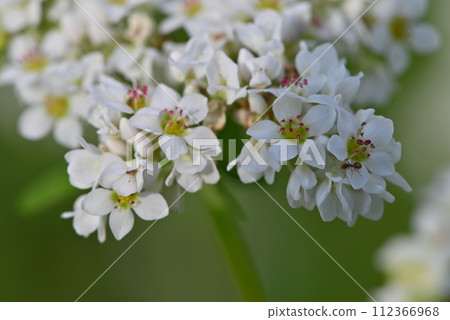 [Kyoto] Buckwheat flowers blooming in Miyama Kayabuki-sato 112366968