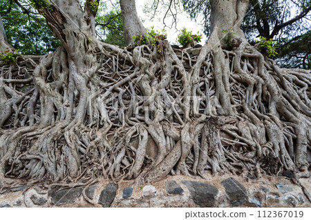 Tangle of massive roots, Ethiopia in UNESCO Fasilides Bath, Gondar Ethiopia, Africa culture architecture 112367019