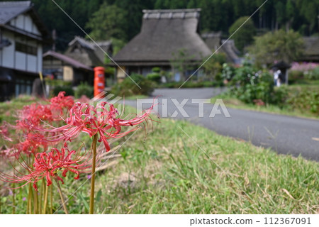 [京都] 茅草村與紅蜘蛛百合 112367091