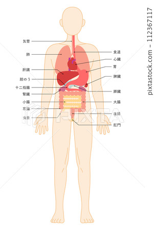 Structural diagram of the human body, illustration of internal organs (organs) Structural diagram of the human body, illustration of internal organs (organs) 112367117