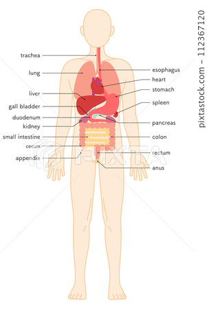 Structural diagram of the human body, illustration of internal organs (organs) 112367120