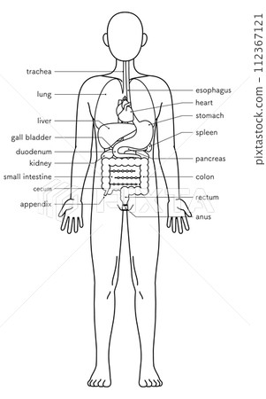 Structural diagram of the human body, illustration of internal organs (organs), black and white line drawing Structural diagram of the human body, illustration of internal organs (organs), black and white line drawing 112367121