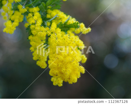 Beautiful Acacia flower Beautiful Acacia flower 112367126