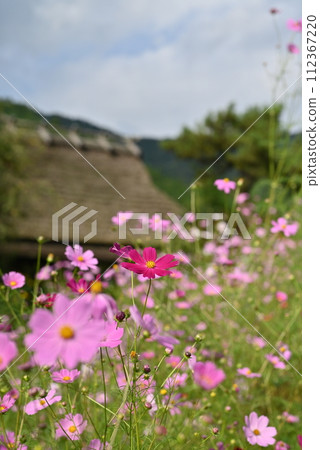 [Kyoto] Cosmos blooming in the thatched village 112367220