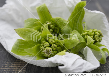 Freshly picked fukinotou Freshly picked fukinotou 112367294