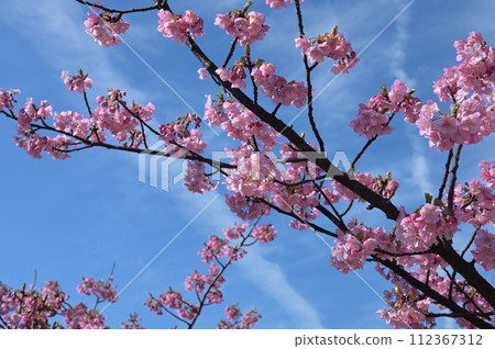 上關城山歷史公園③河津櫻（山口縣熊毛郡上關町） 112367312