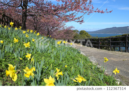 上關城山歷史公園的河津櫻花和黃色水仙花（山口縣熊毛郡上關町） 112367314