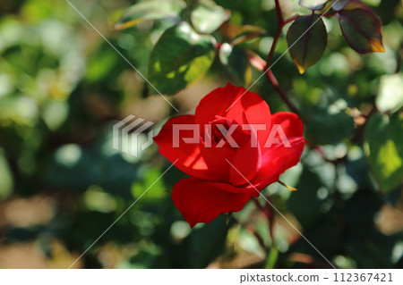Arao City Ominous Citizen Flower Bed Rose Flower, 112367421