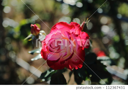 Arao City Ominous Citizen Flower Bed Rose Flower, Arao City Ominous Citizen Flower Bed Rose Flower, 112367431