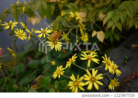 [Kyoto] Tsuwabuki flowers blooming in the garden of Jonangu Shrine 112367720