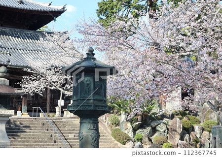 小河寺花園的櫻花 小河寺花園的櫻花 112367745