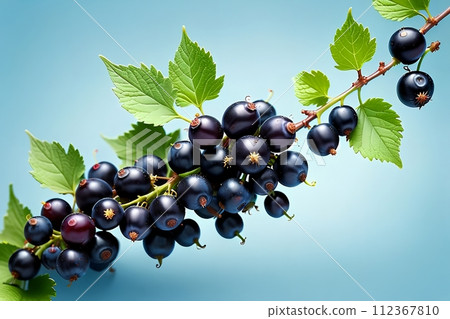 Blue background with black currants. Blue background with black currants. 112367810