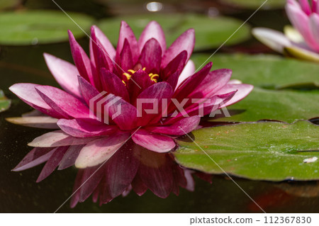 Pink lotus water lily flower in pond, waterlily with green leaves blooming 112367830