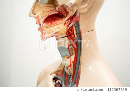 The throat, pharynx and larynx model anatomy for medical training course, teaching medicine education. The throat, pharynx and larynx model anatomy for medical training course, teaching medicine education. 112367839