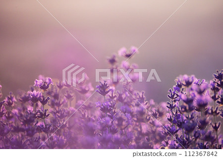 Lavender flower background. Violet lavender field sanset close up. Lavender flowers in pastel colors at blur background. Nature background with lavender in the field. Lavender flower background. Violet lavender field sanset close up. Lavender flowers in pastel colors at blur background. Nature background with lavender in the field. 112367842