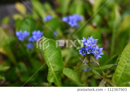 [京都]城南宮神社庭園裡盛開的龍膽花 112367903