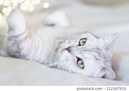 Scottish straight cat lies on his back bokeh from lights in the background. Cat upside down. Close up white cat face. Favorite pets, cat food. Scottish straight cat lies on his back bokeh from lights in the background. Cat upside down. Close up white cat face. Favorite pets, cat food. 112367919